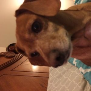 Meet your Posher, Cherish